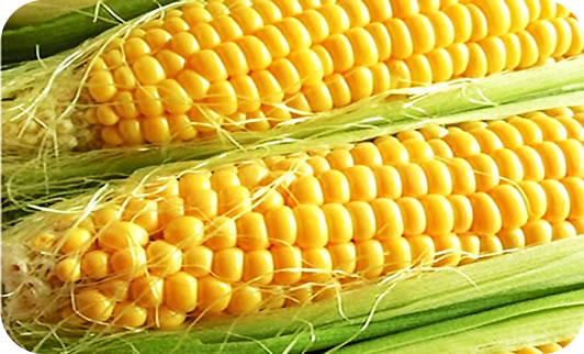 [ほしつぶコーン]（１０本）