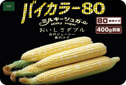 [ミルキーシュガー　バイカラー]（１０本）